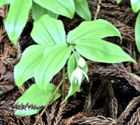 二輪で咲くチゴユリ