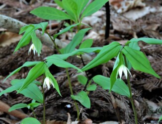 群生するチゴユリ