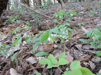 群生するチゴユリ