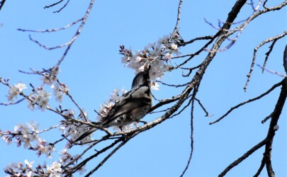 ヒヨドリの吸蜜する様子