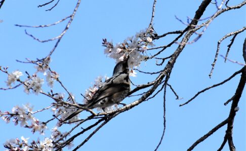 ヒヨドリの吸蜜する様子