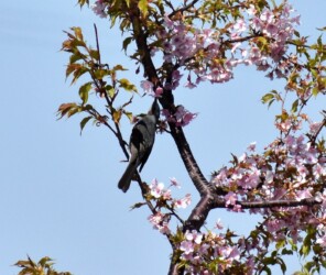 ヒヨドリの吸蜜する様子