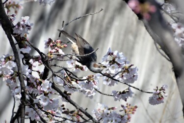ヒヨドリの吸蜜する様子