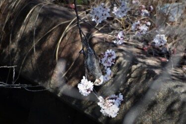 ヒヨドリの吸蜜する様子