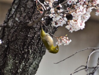 メジロの吸蜜する様子