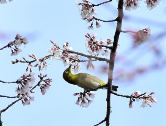 メジロの吸蜜する様子