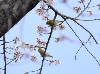 メジロの吸蜜する様子