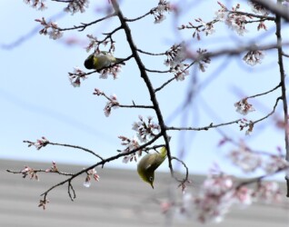 メジロの吸蜜する様子