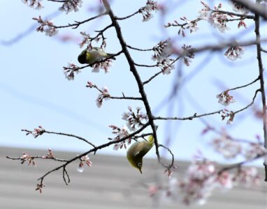 メジロの吸蜜する様子