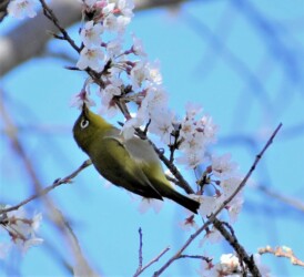 メジロの吸蜜する様子