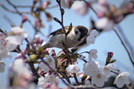 スズメの花をちぎって咥える様子