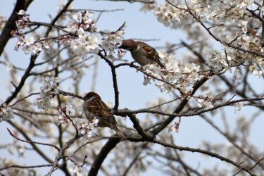 スズメの花をちぎって咥える様子