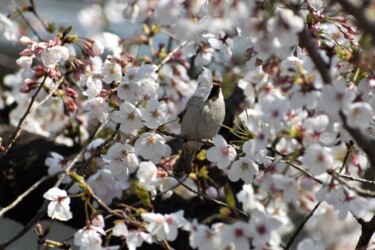 スズメの花をちぎって咥える様子