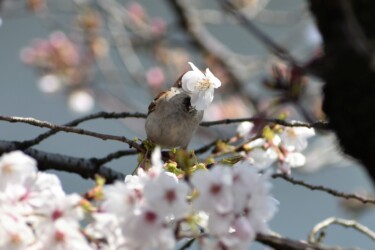 スズメの花をちぎって咥える様子