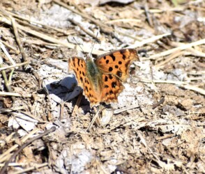 3月 秋型のキタテハ 砂利道で