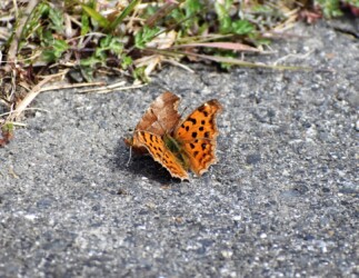 3月 オスとメス? 相手の確認か?