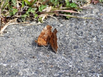 3月 オスとメス? 相手の確認か?