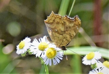 6月 ヒメジョオンの蜜を吸う