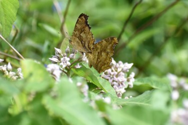 9月 ガガイモの蜜を吸う オスとメスか?