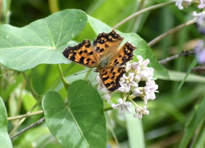 夏型 9月ガガイモの蜜を吸う