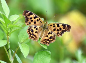 夏型 9月ガガイモの蜜を吸う