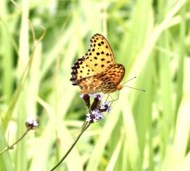 ツマグロヒョウモンのオス