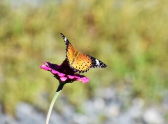 ツマグロヒョウモンのメス