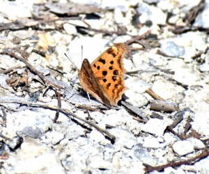 3月 秋型のキタテハ 砂利道で