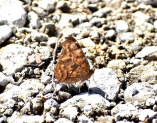 3月 秋型のキタテハ 砂利道で