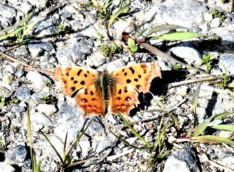 3月 秋型のキタテハ 砂利道で