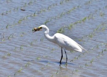 春の田んぼ ドジョウを捕る