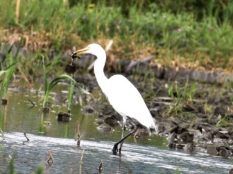 春 カエルを捕る