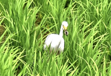 夏 ドジョウを捕る