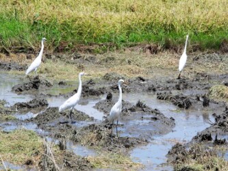 刈取り後の田んぼでドジョウを捕る