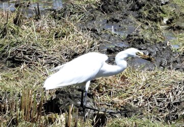 刈取り後の田んぼでドジョウを捕る
