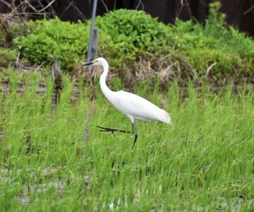 田んぼを歩く