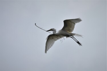 巣の材料を運ぶ