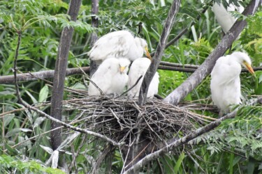 巣の中のヒナ(チュウサギだと思うけど?)