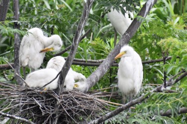 巣の中のヒナ(チュウサギだと思うけど?)
