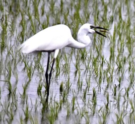 ドジョウ、サカナを捕る