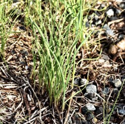 生えているノビル