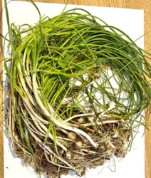 引き抜いたノビル