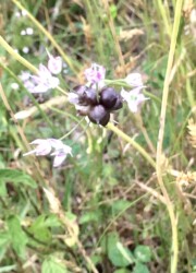 ノビルの花 天童で