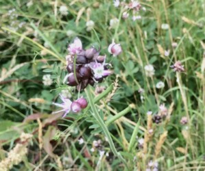 ノビルの花 天童で