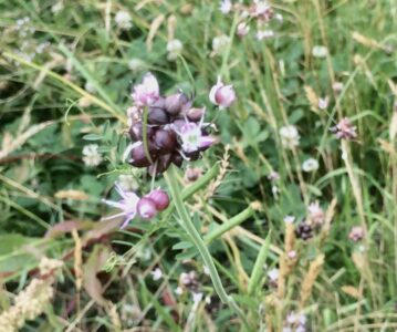 ノビルの花 天童で