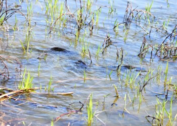 水中でもつれ合う