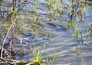 水中でもつれ合う