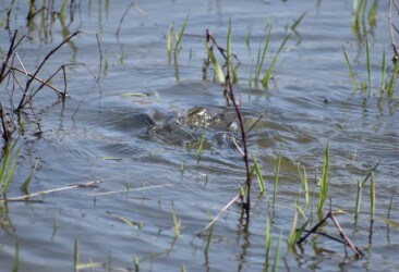 水中でもつれ合う