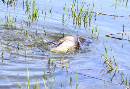 水面でもつれ合い産卵を促す?