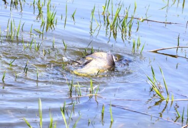 水面でもつれ合い産卵を促す?